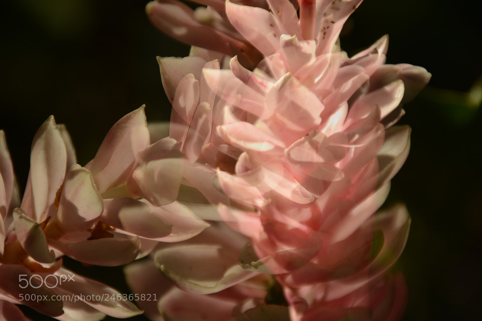 Nikon D7100 sample photo. Ginger flowers photography