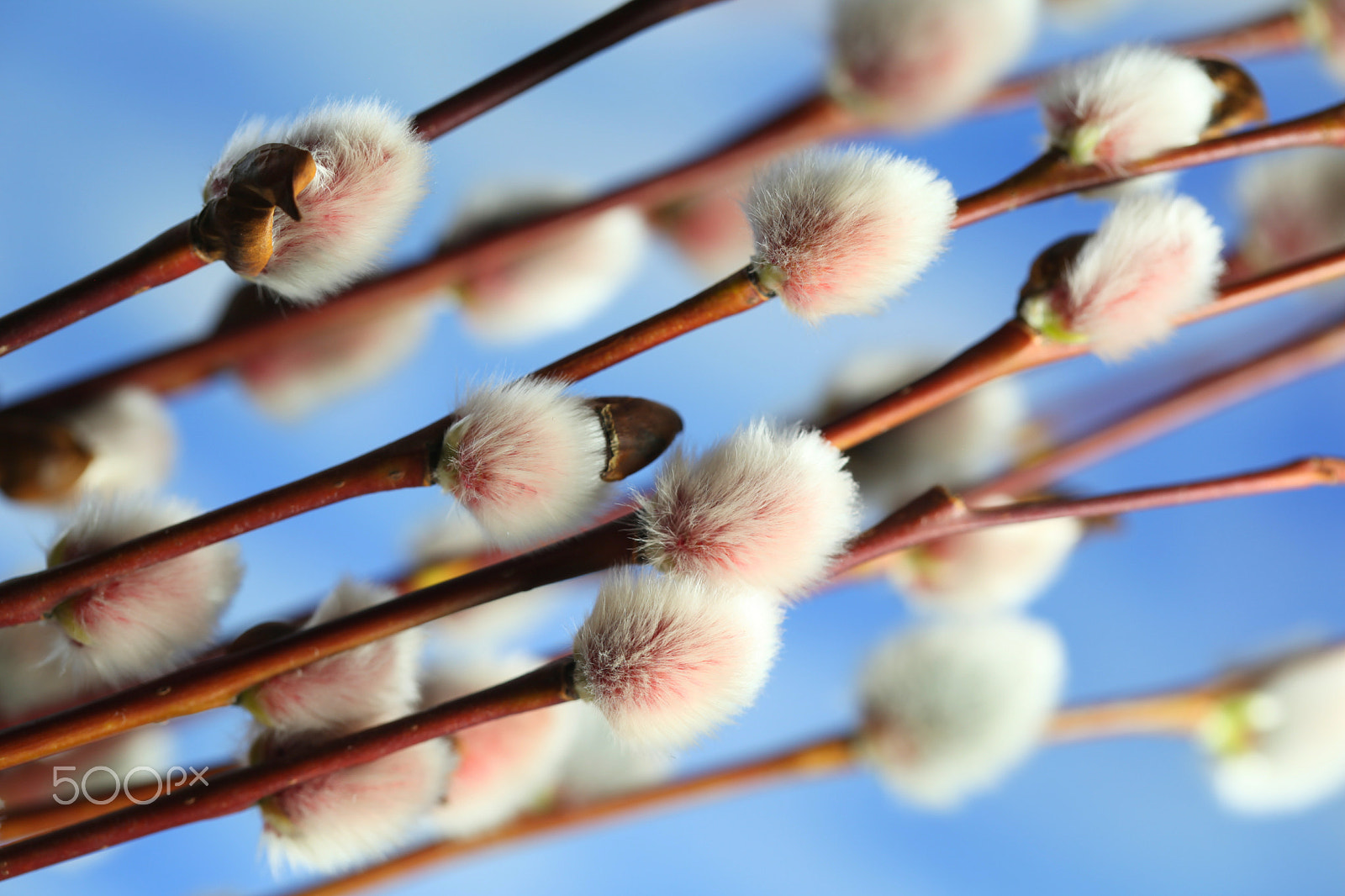Canon EF 100mm F2.8L Macro IS USM sample photo. Fluffy catkins against blue sky photography