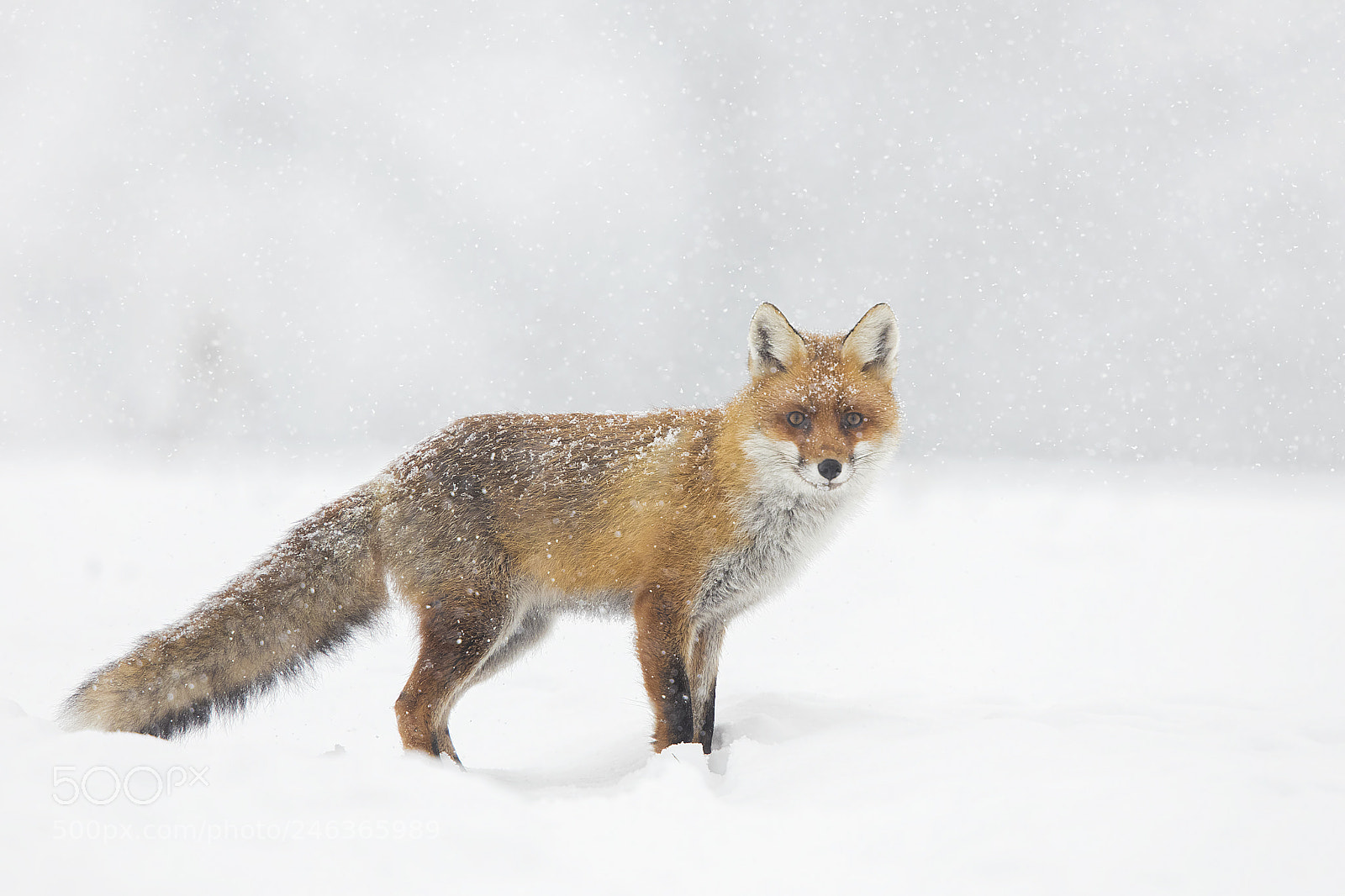 Canon EOS 5DS R sample photo. Winter day photography