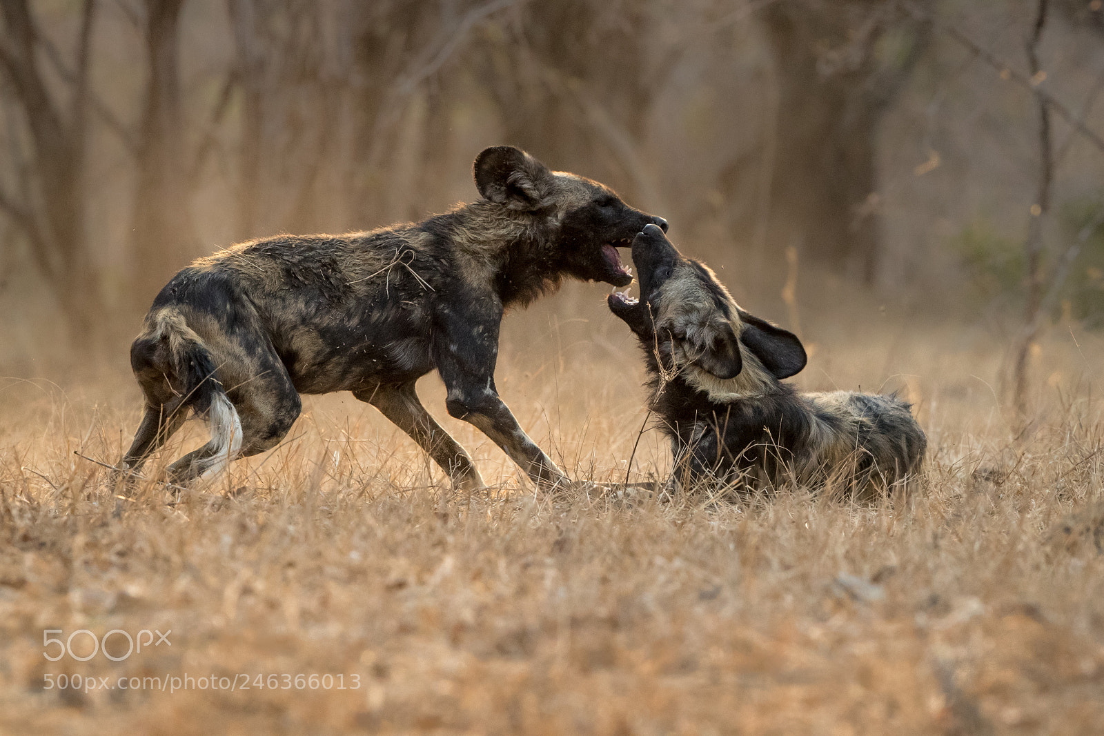 Canon EOS-1D X Mark II sample photo. Two wild dogs at photography
