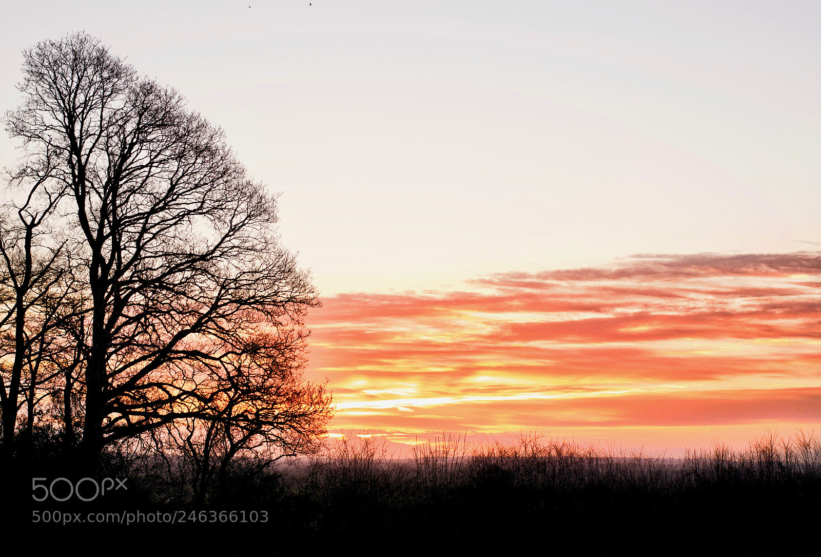Nikon D7100 sample photo. Tree photography