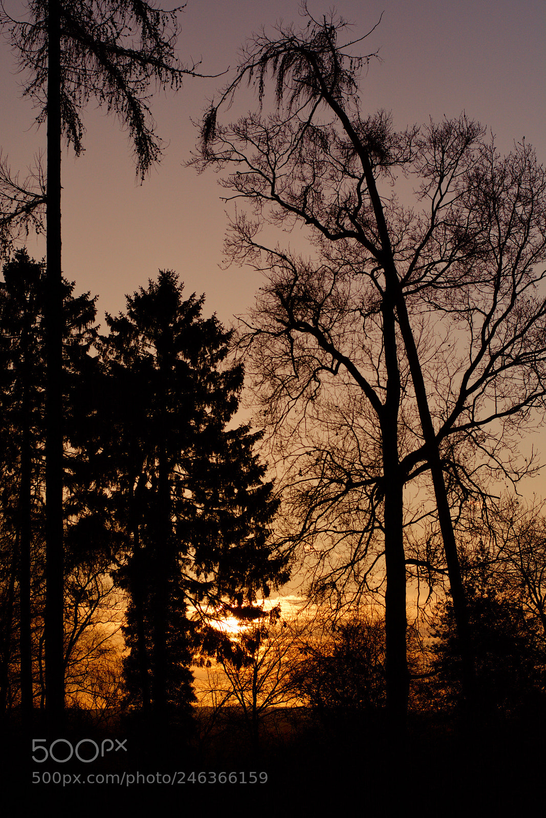 Nikon D7100 sample photo. Tree group photography