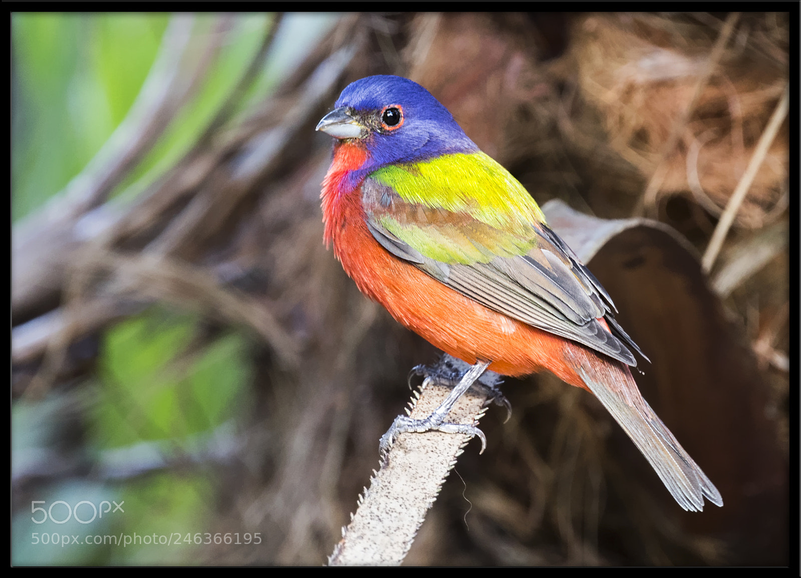 Canon EOS 7D Mark II sample photo. Painted bunting photography