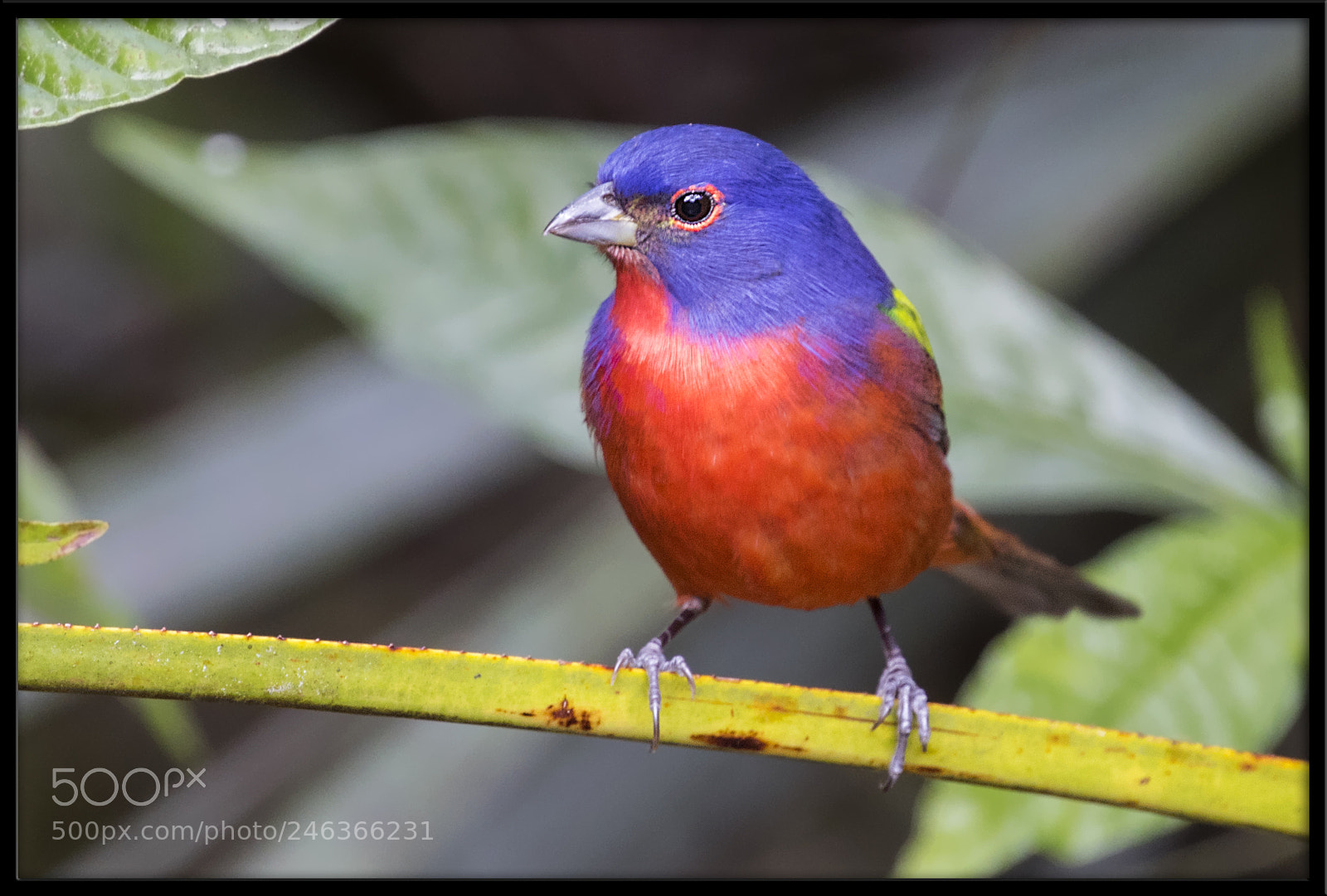 Canon EOS 7D Mark II sample photo. Painted bunting photography