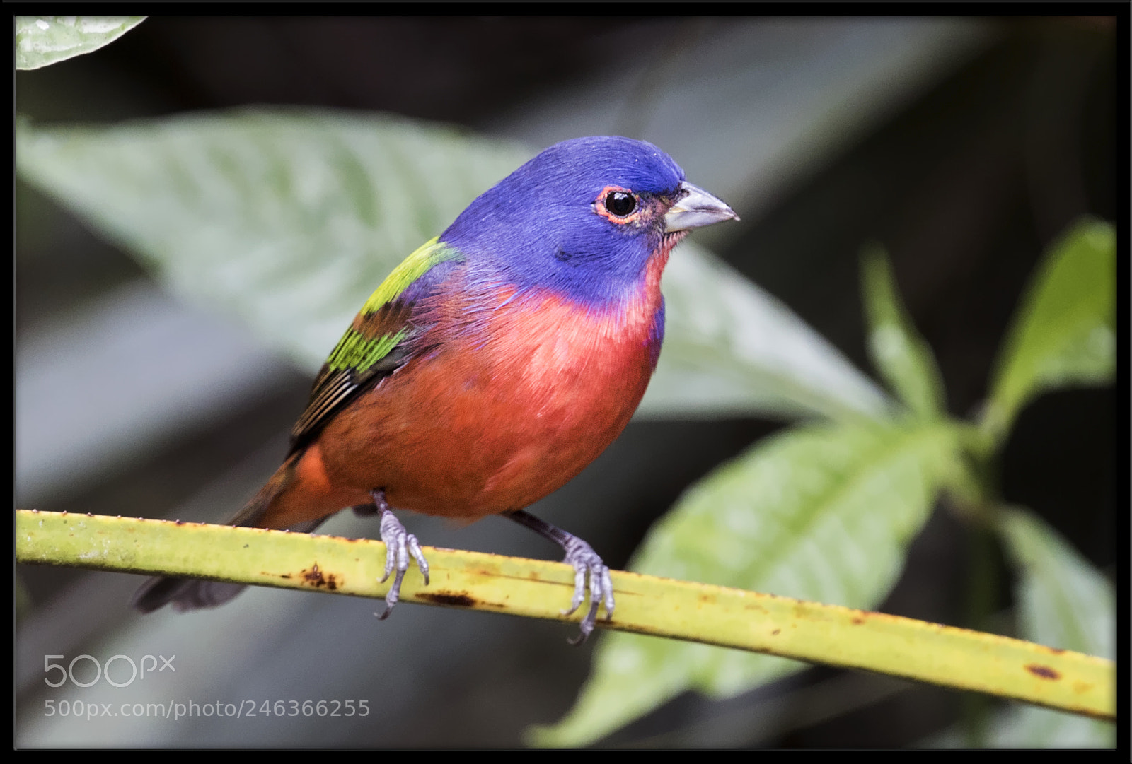 Canon EOS 7D Mark II sample photo. Painted bunting photography