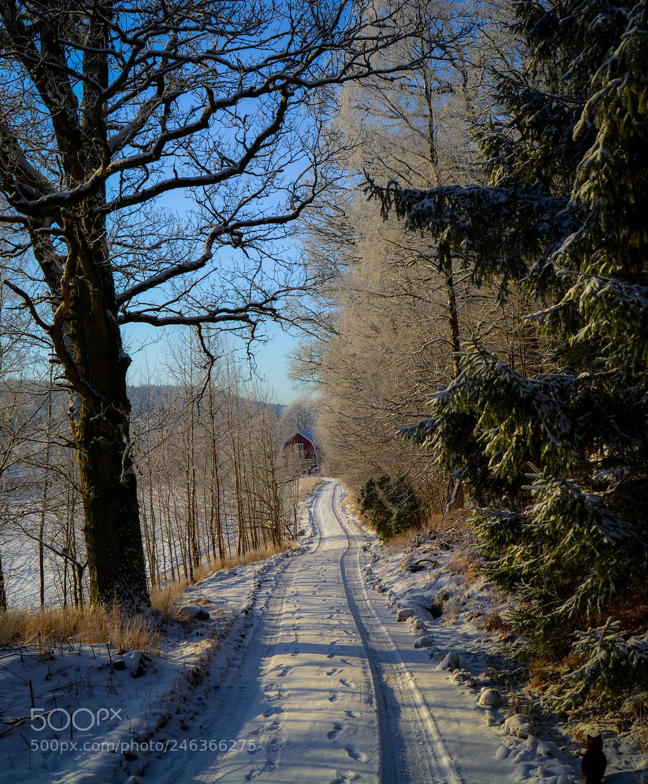 Nikon D5200 sample photo. Winter road. photography
