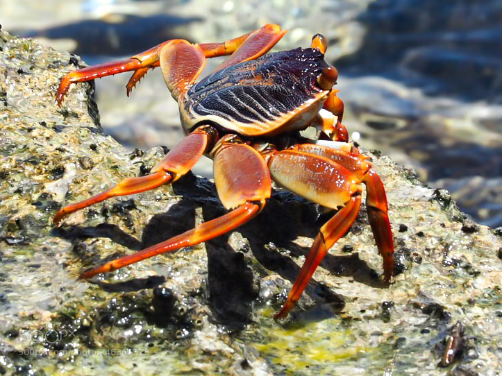 Olympus PEN-F sample photo. La crabe a faim photography