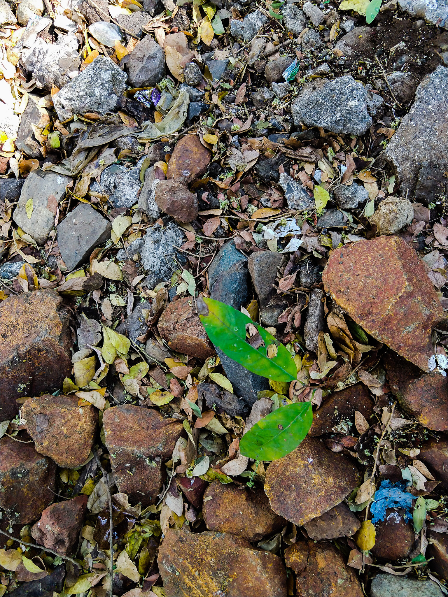 Motorola moto x4 sample photo