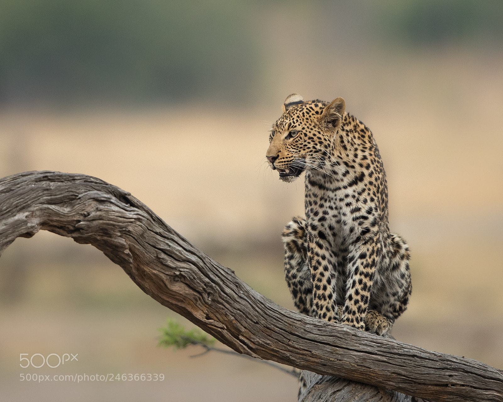 Canon EOS-1D X Mark II sample photo. Young male leopard. photography