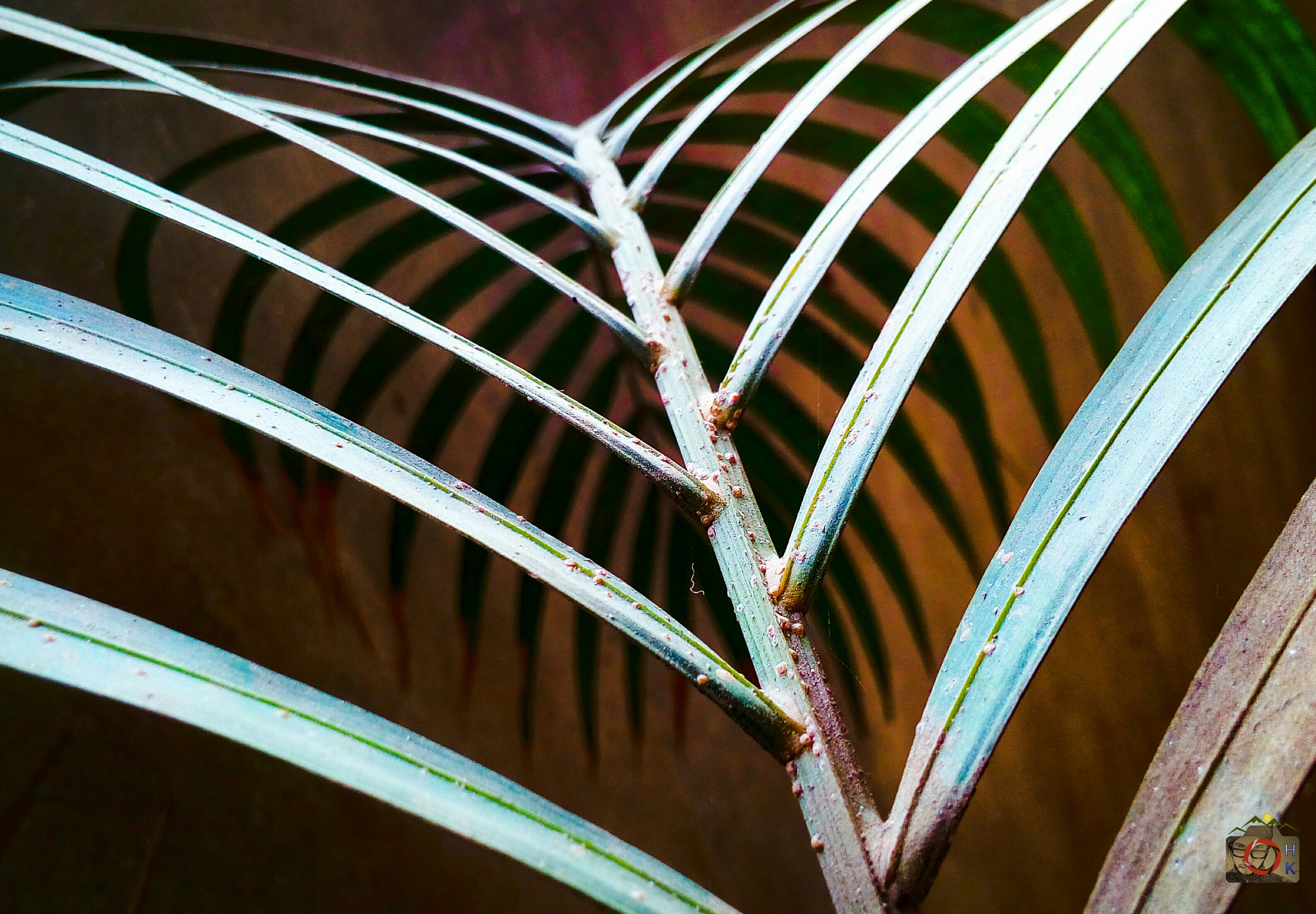 Symphony R100 sample photo. Leaf photography