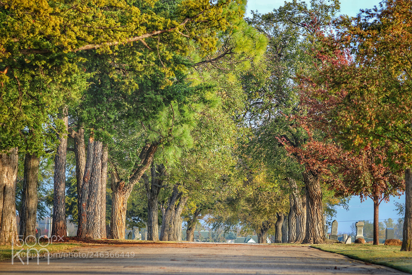 Canon EOS 750D (EOS Rebel T6i / EOS Kiss X8i) sample photo. Cemetery in fall photography