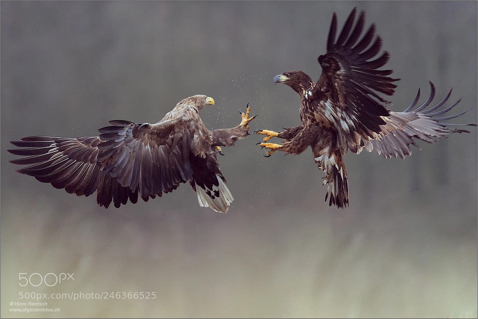 Nikon D5 sample photo. White-tailed eagle photography