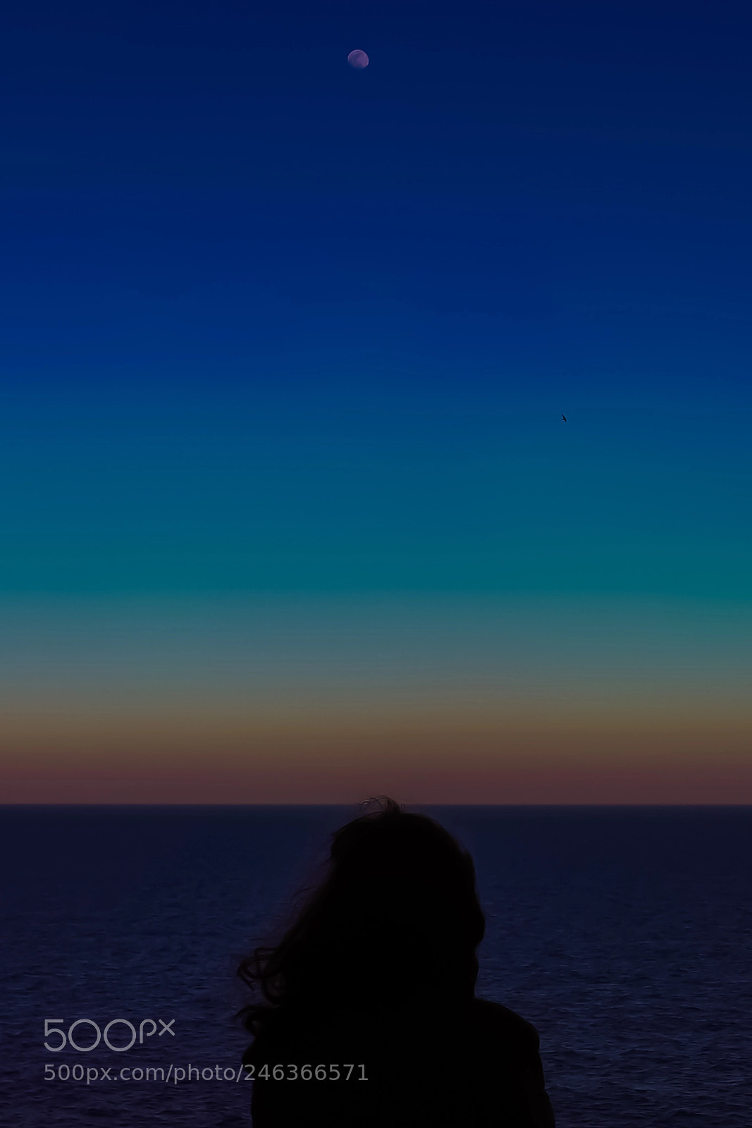 Samsung NX500 sample photo. The moon, the seagull photography