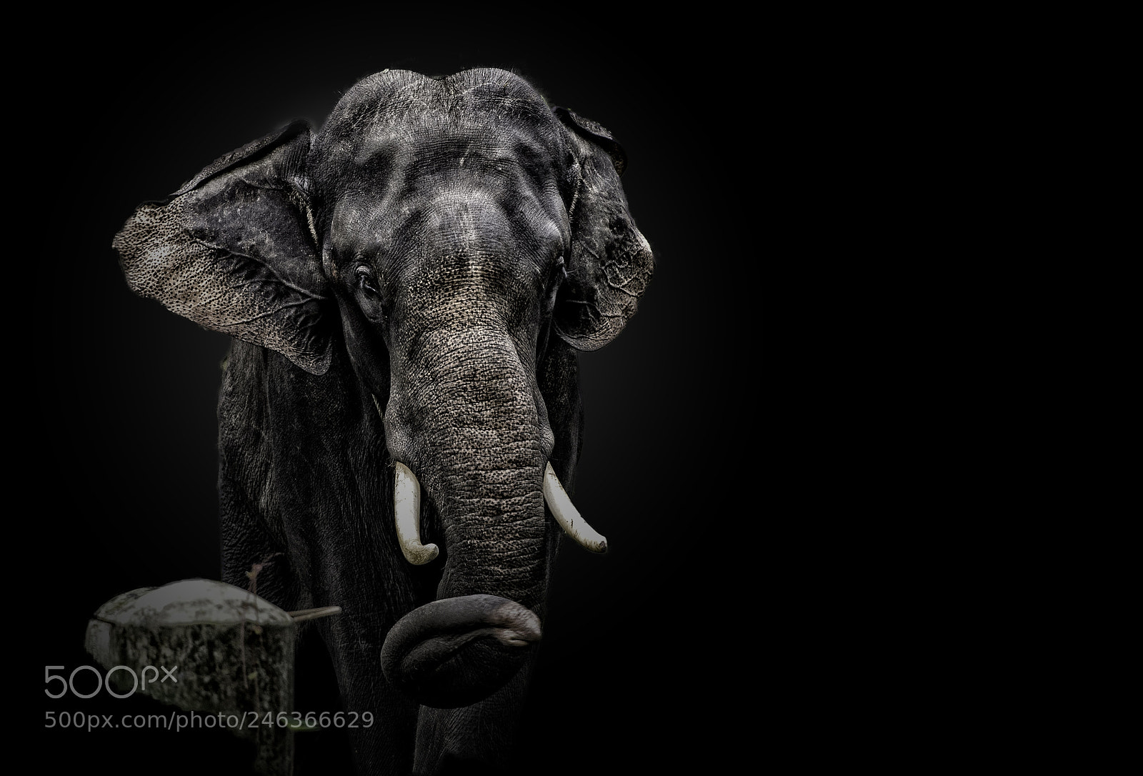 Nikon Df sample photo. The elephant photography