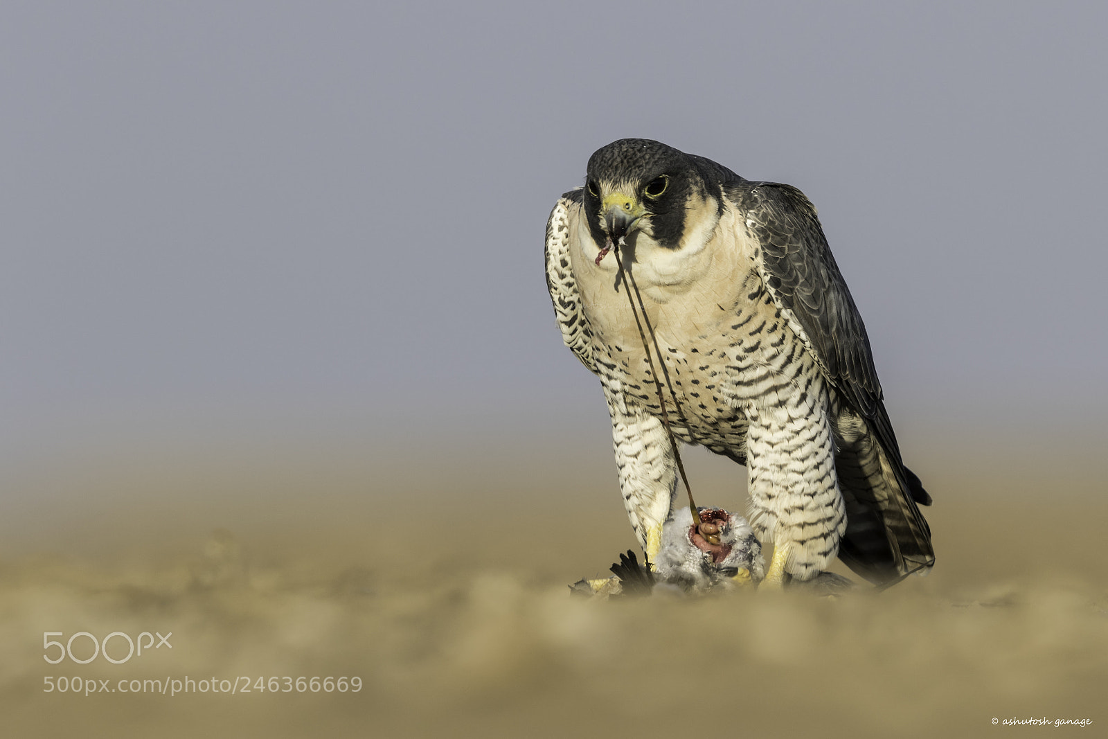 Canon EOS 7D Mark II sample photo. Peregrine falcon photography