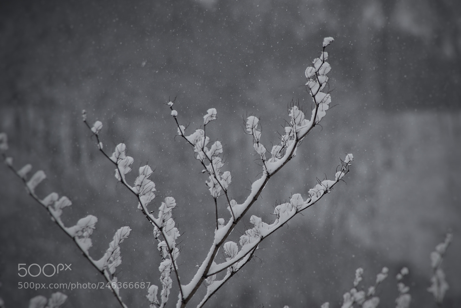 Pentax K10D sample photo. Snow flower photography