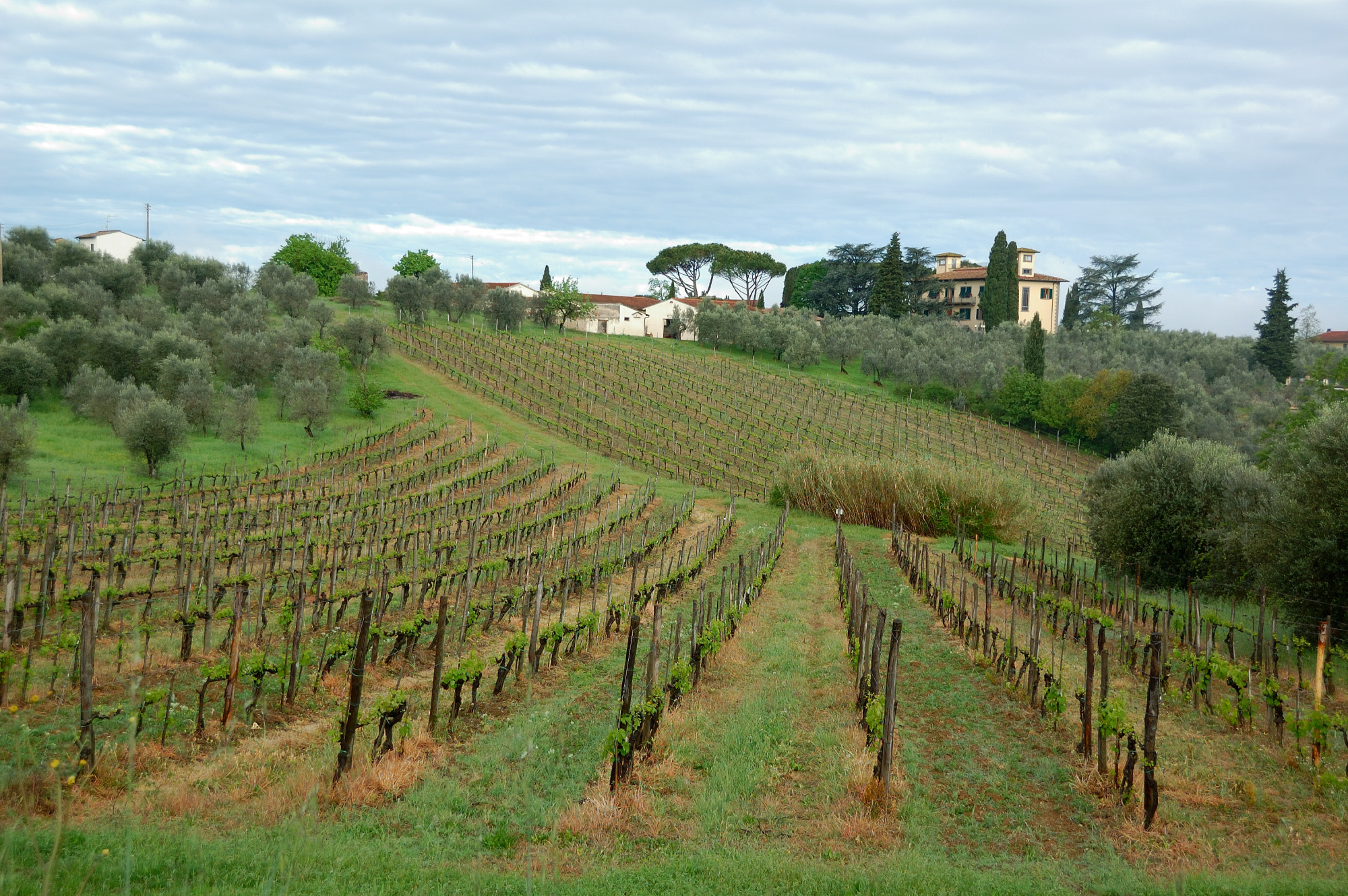Nikon D40 sample photo. Spring vineyards photography