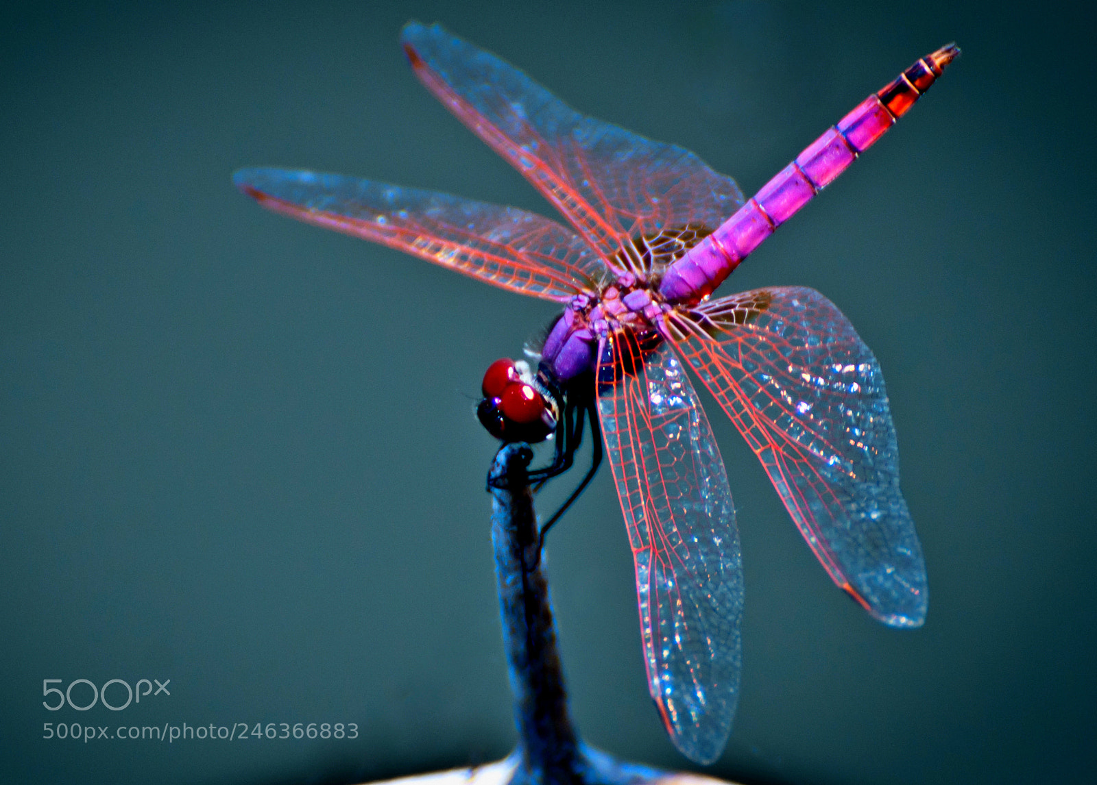 Nikon D90 sample photo. Dragonfly photography