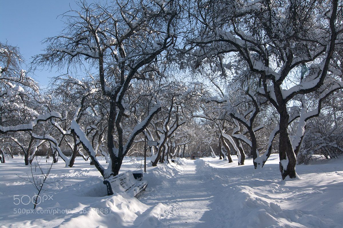 Pentax K-7 sample photo. Apple-trees in snow. photography