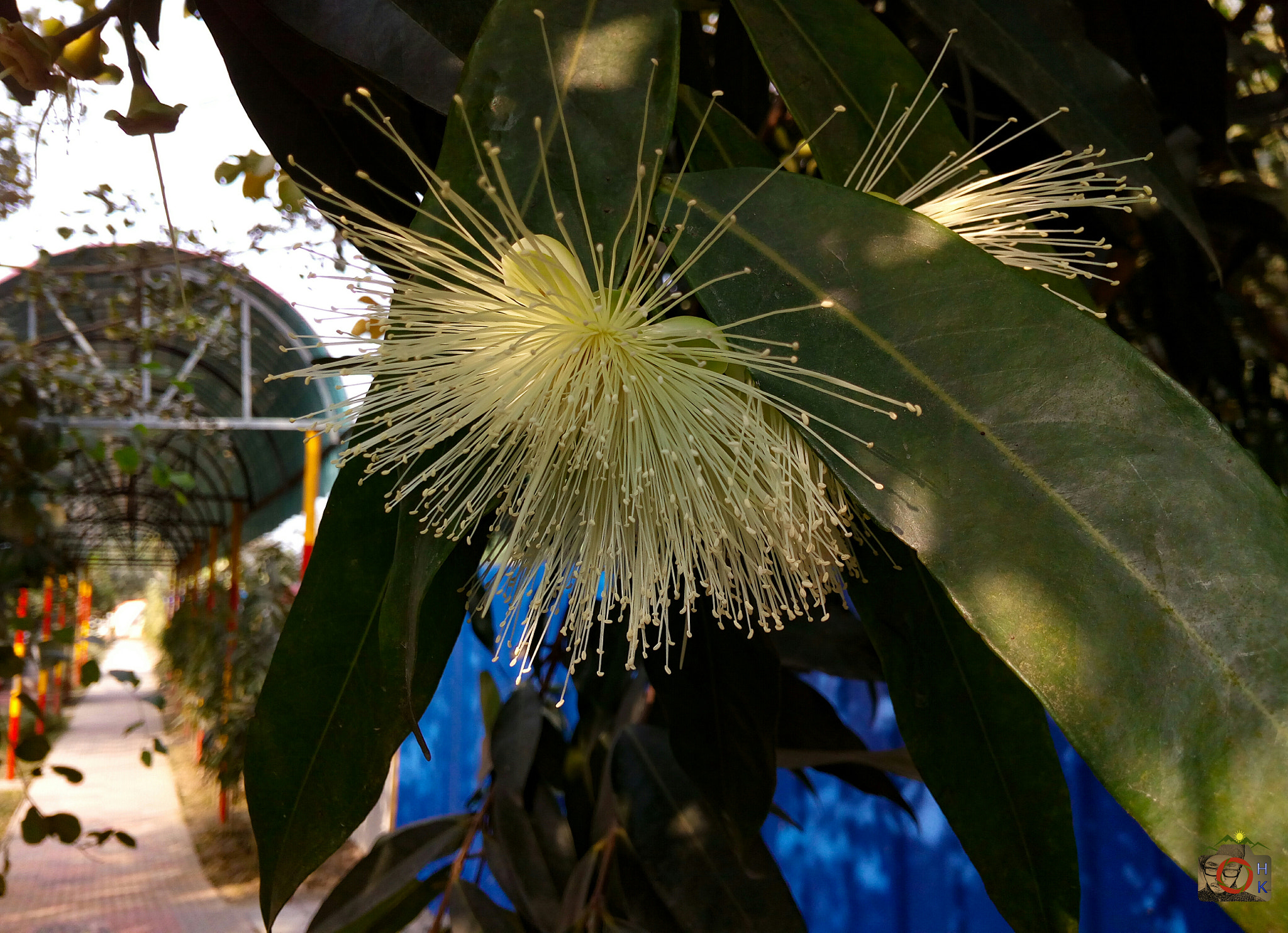 Symphony R100 sample photo. Flower photography