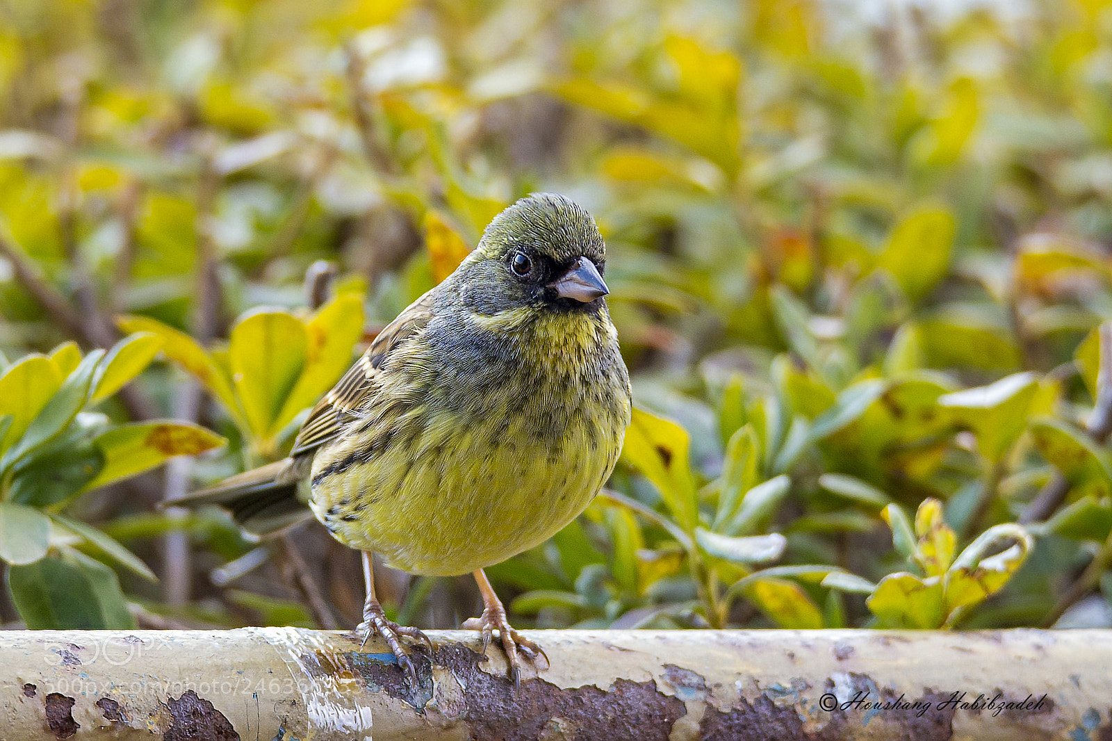 Canon EOS 6D sample photo. Japanese yellow bunting photography