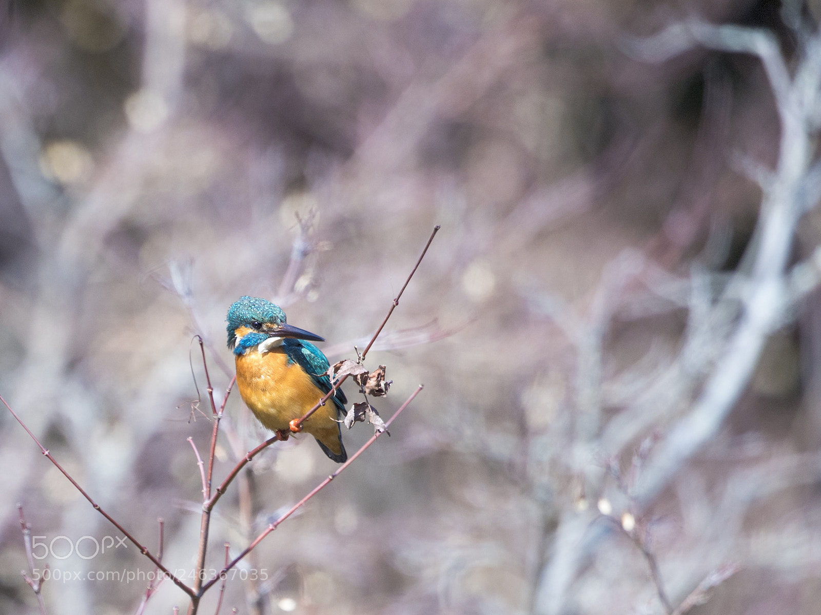 Nikon D5 sample photo. Looking for... photography
