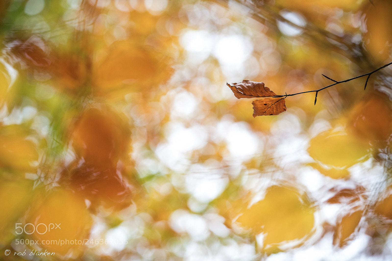 Nikon D850 sample photo. Colors (3) photography