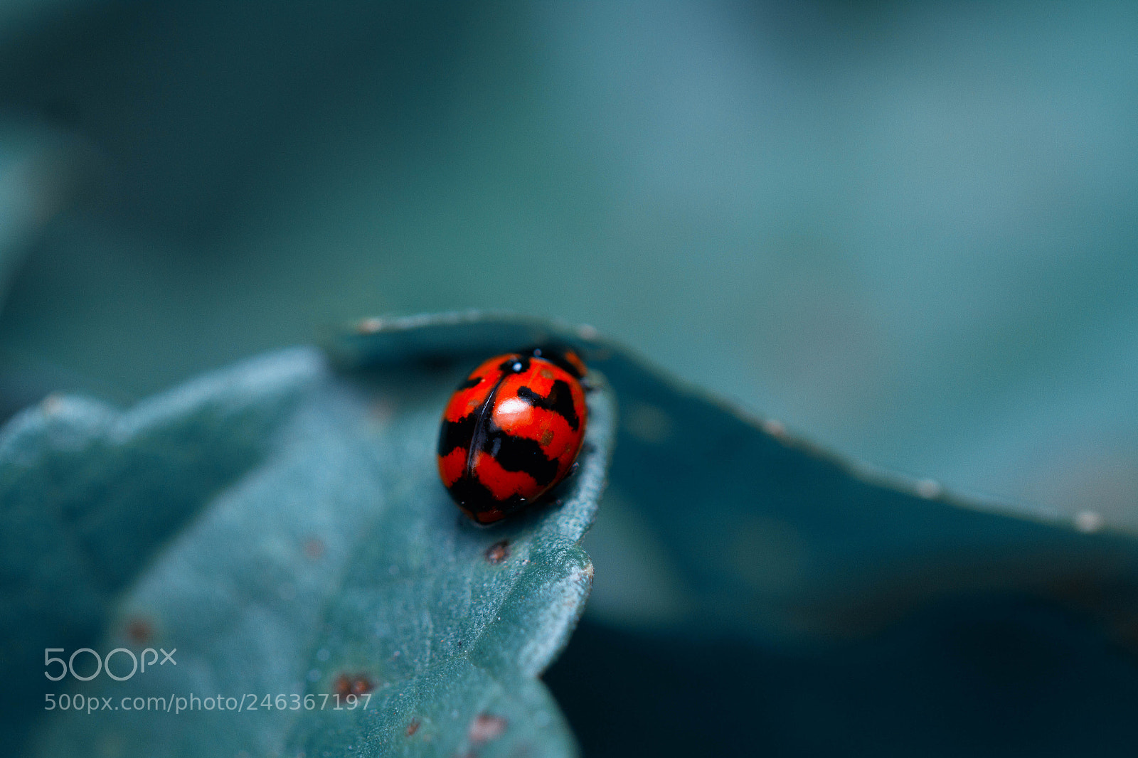 Canon EOS 7D sample photo. Bugs land photography