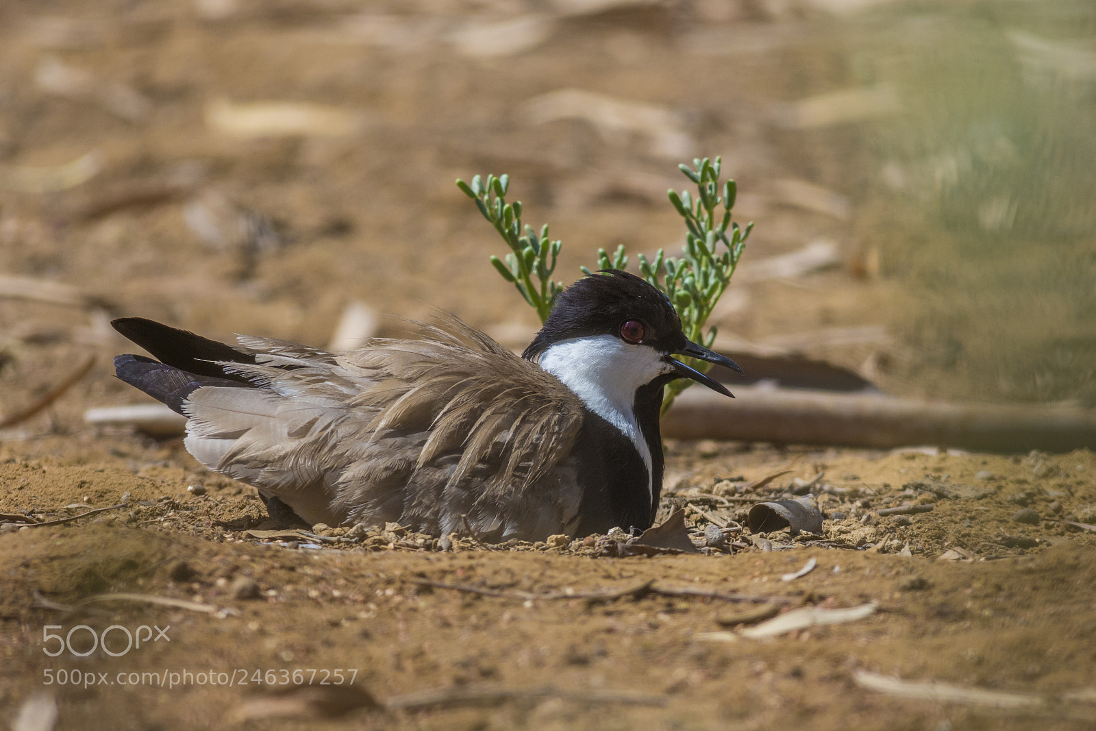 Nikon D7100 sample photo. Spur-winged lapwing photography