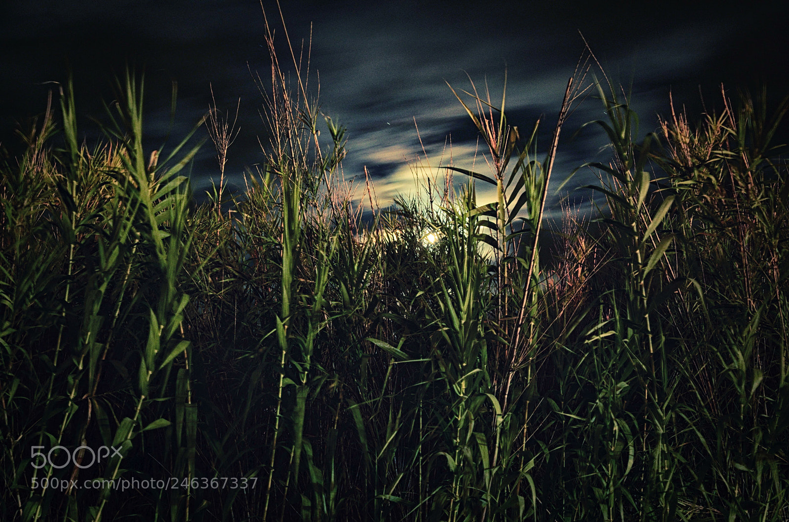 Nikon D5100 sample photo. Moon breath photography