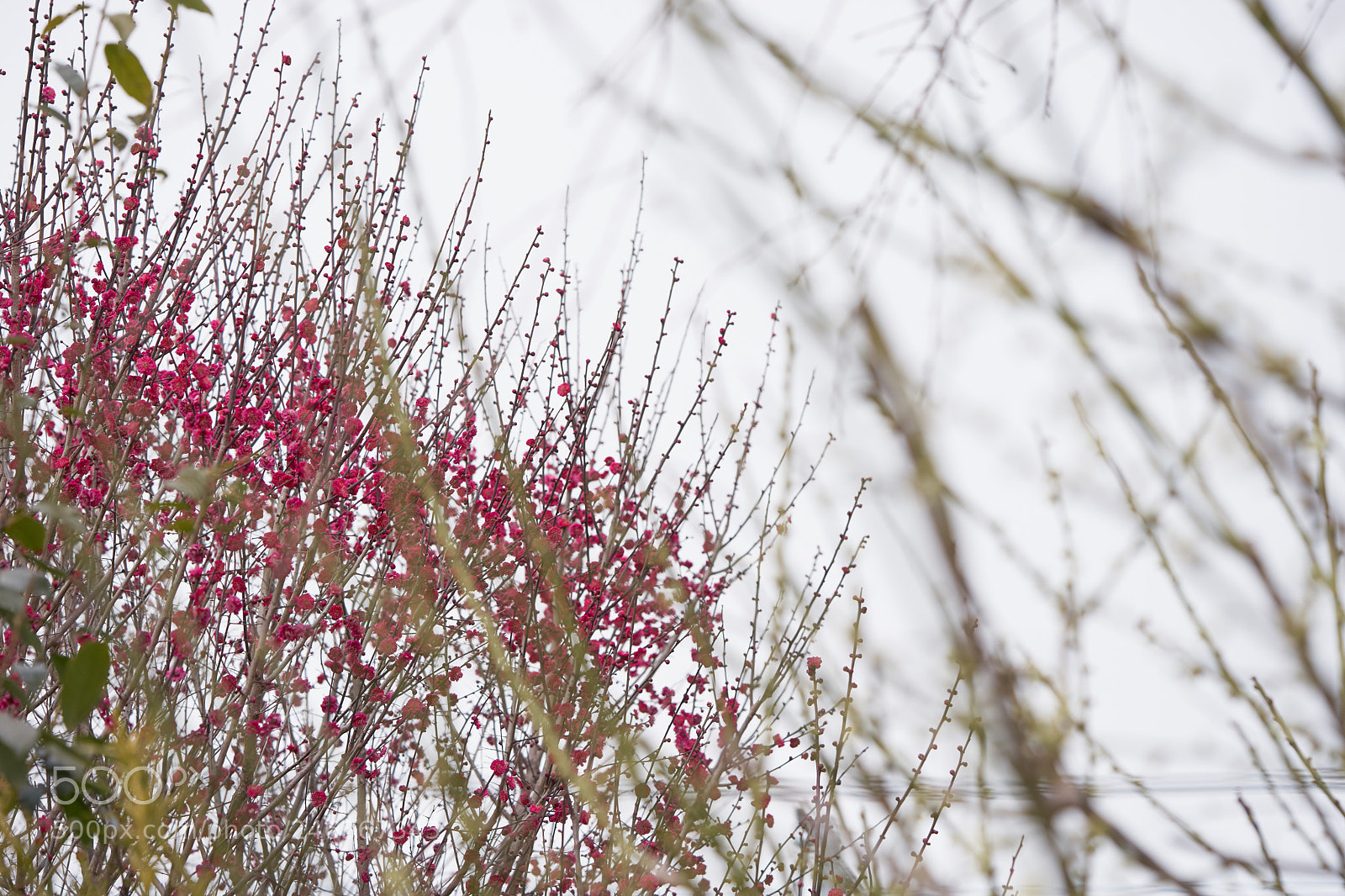 Sony a7 sample photo. Flowers 6140 photography