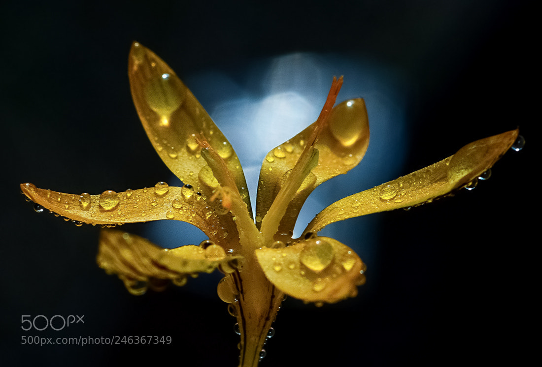Nikon D7100 sample photo. Cigdem photography