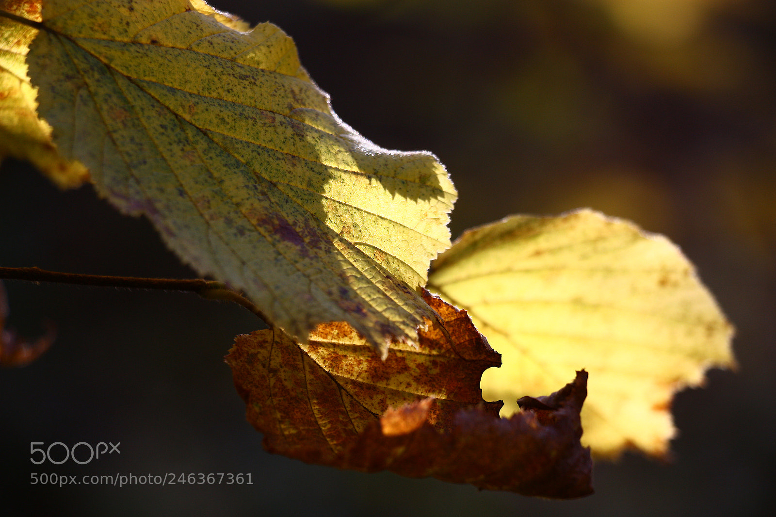 Canon EOS 450D (EOS Rebel XSi / EOS Kiss X2) sample photo. Autumn leaves of a photography