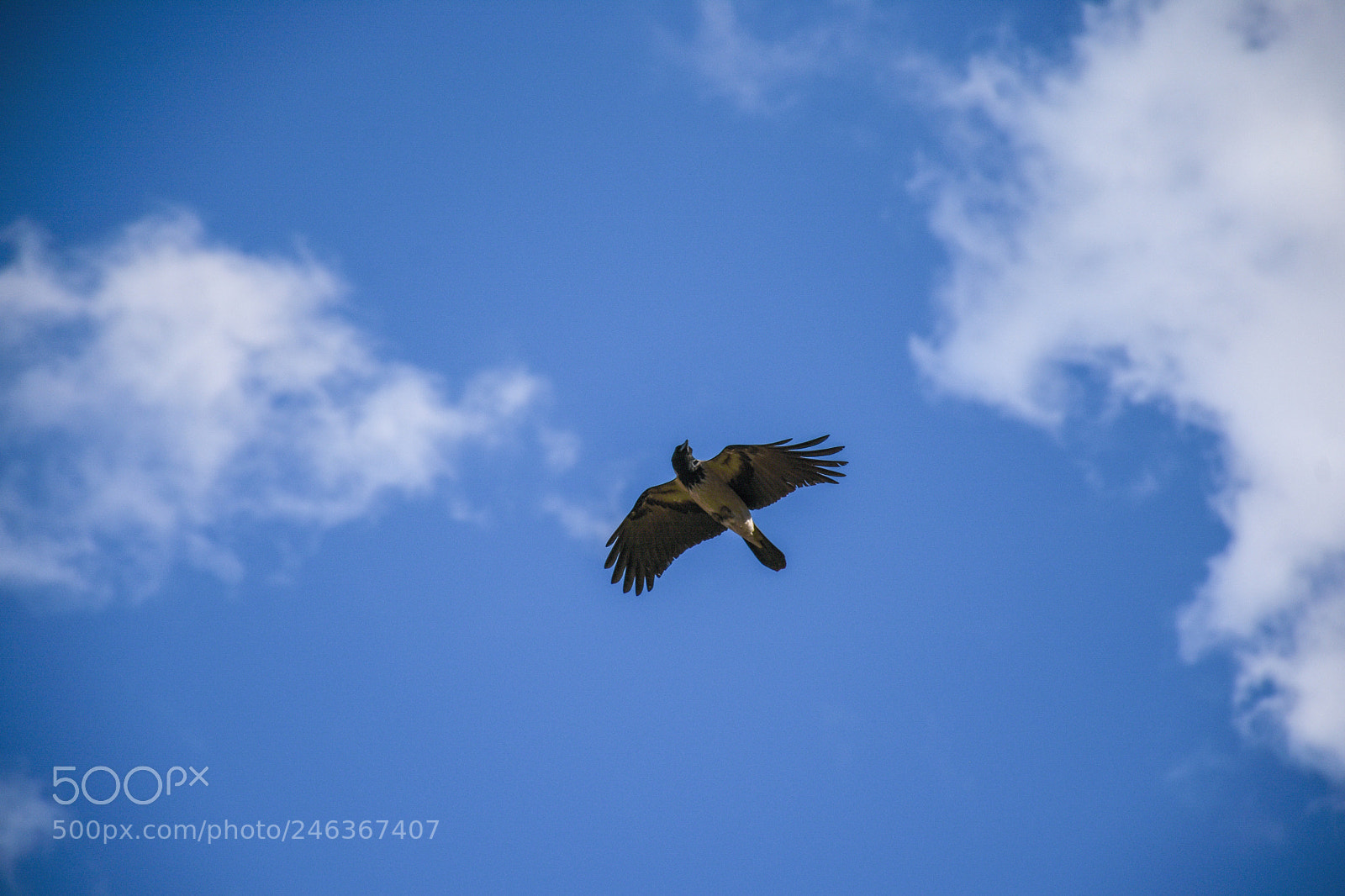 Nikon D7200 sample photo. Up high photography