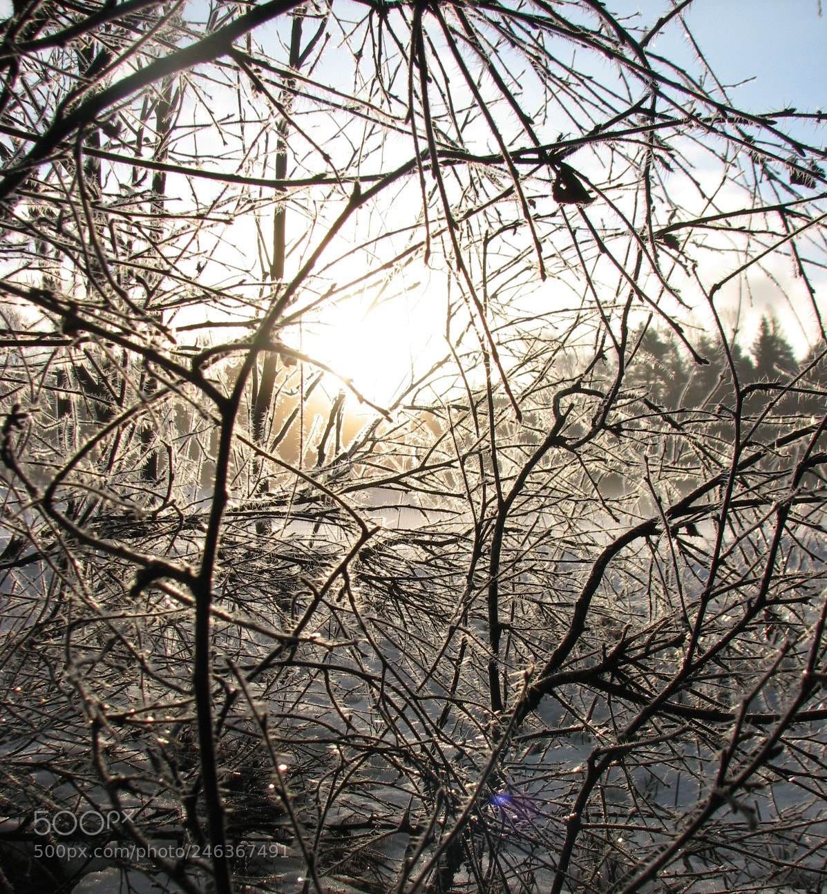 Canon POWERSHOT S3 IS sample photo. Frost photography
