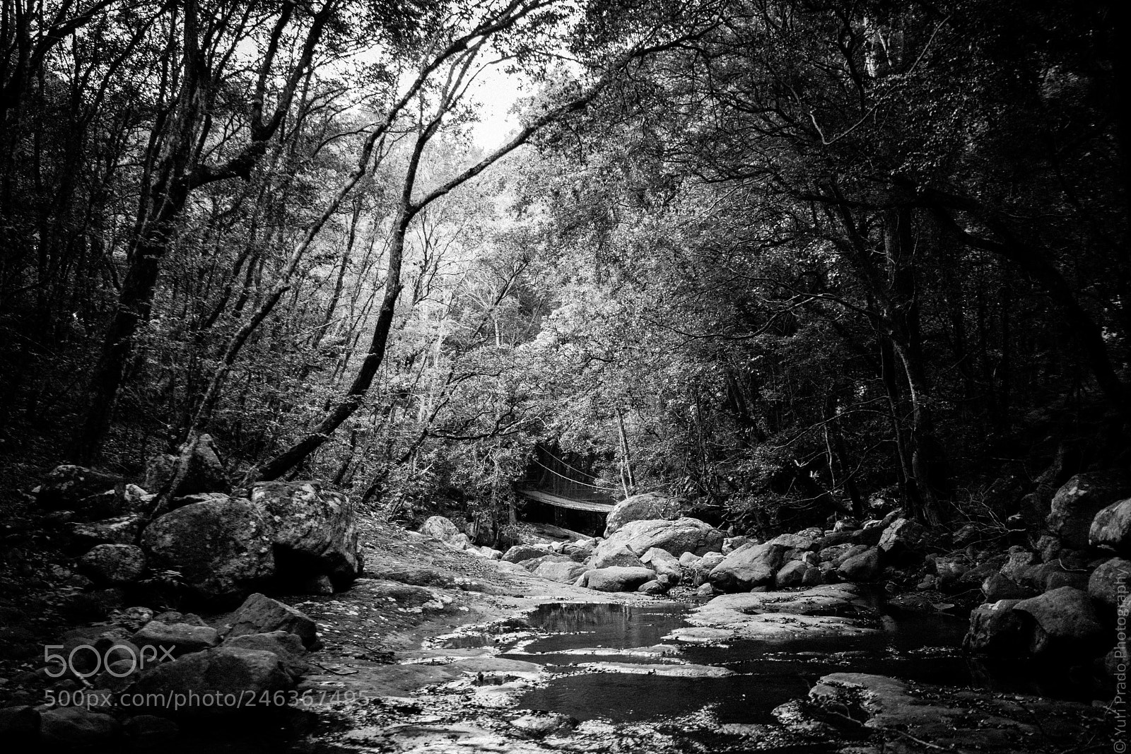 Sony Cyber-shot DSC-RX1R II sample photo. Rainforests...the jewels of earth photography