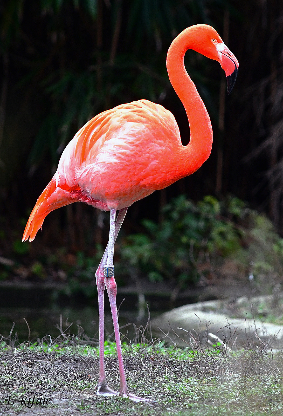 Nikon D7500 sample photo. Flamingo bird photography