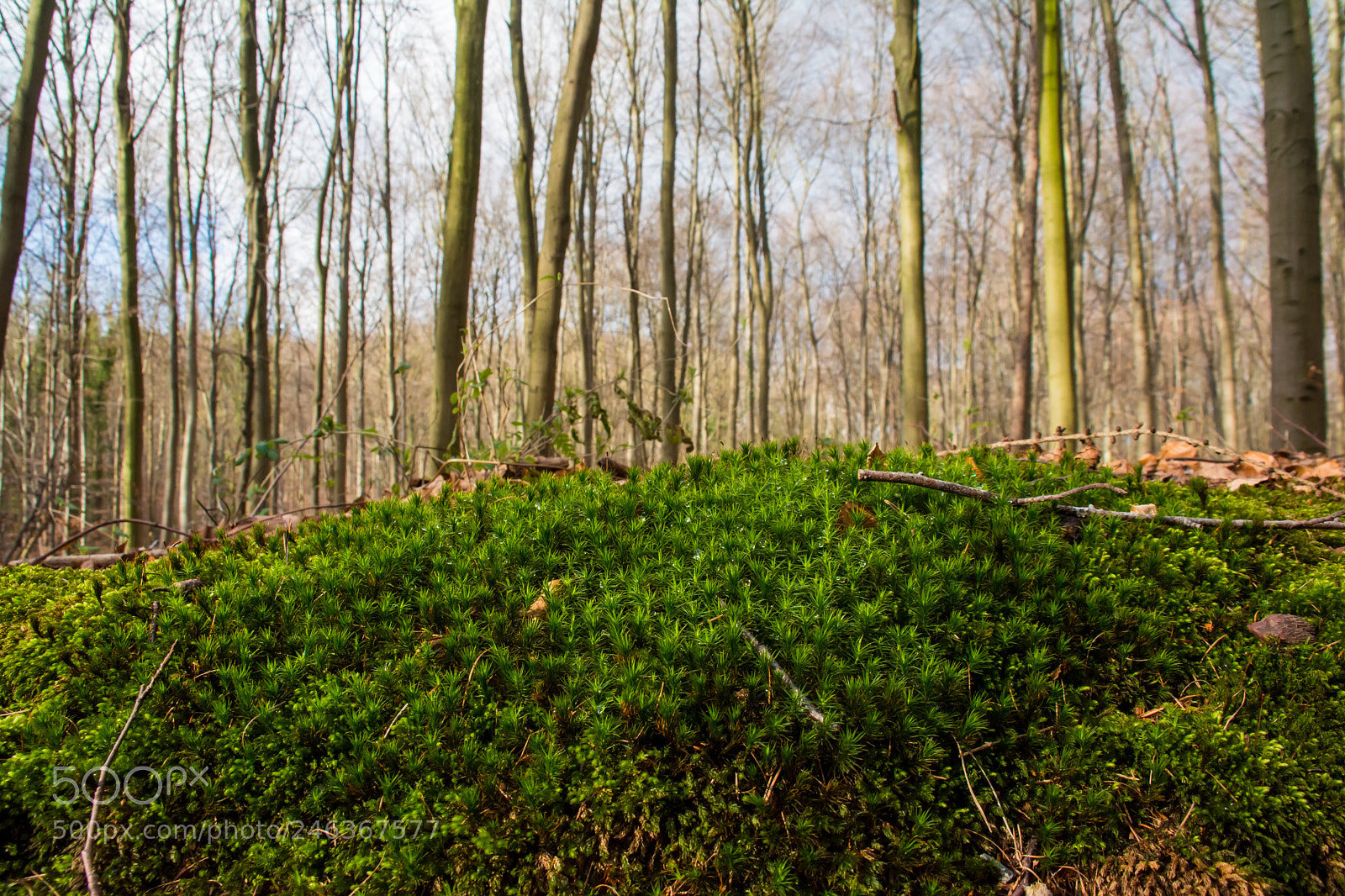 Nikon D5200 sample photo. Forest of moss. photography