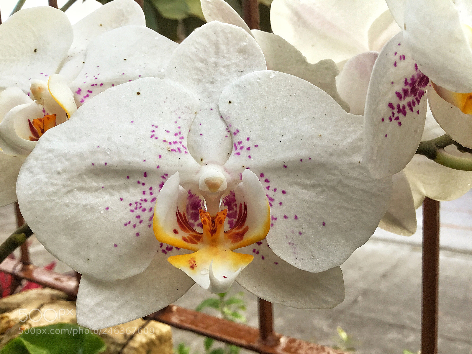 Apple iPad (5th generation) sample photo. I don t know photography