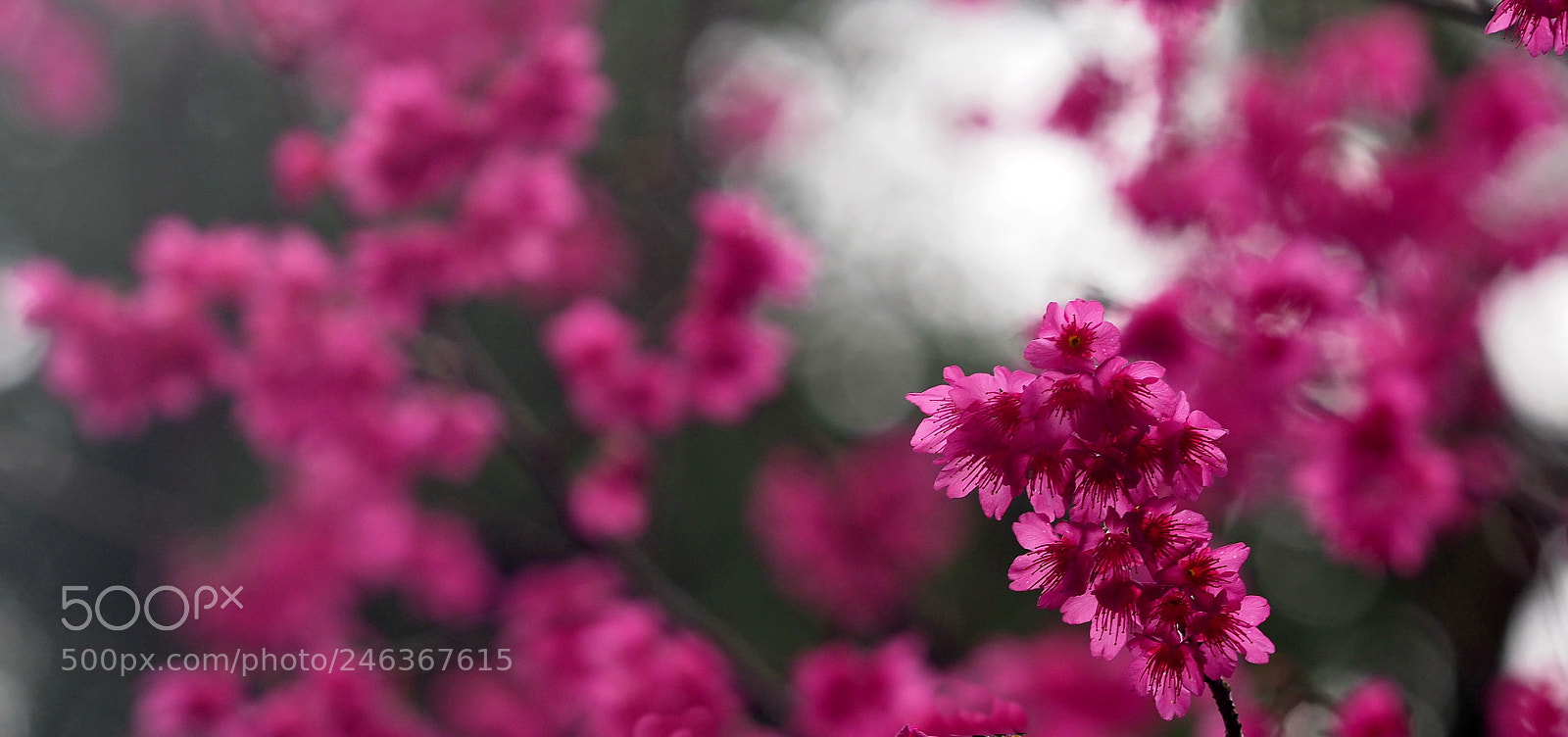 Olympus OM-D E-M1 Mark II sample photo. Pink dream photography