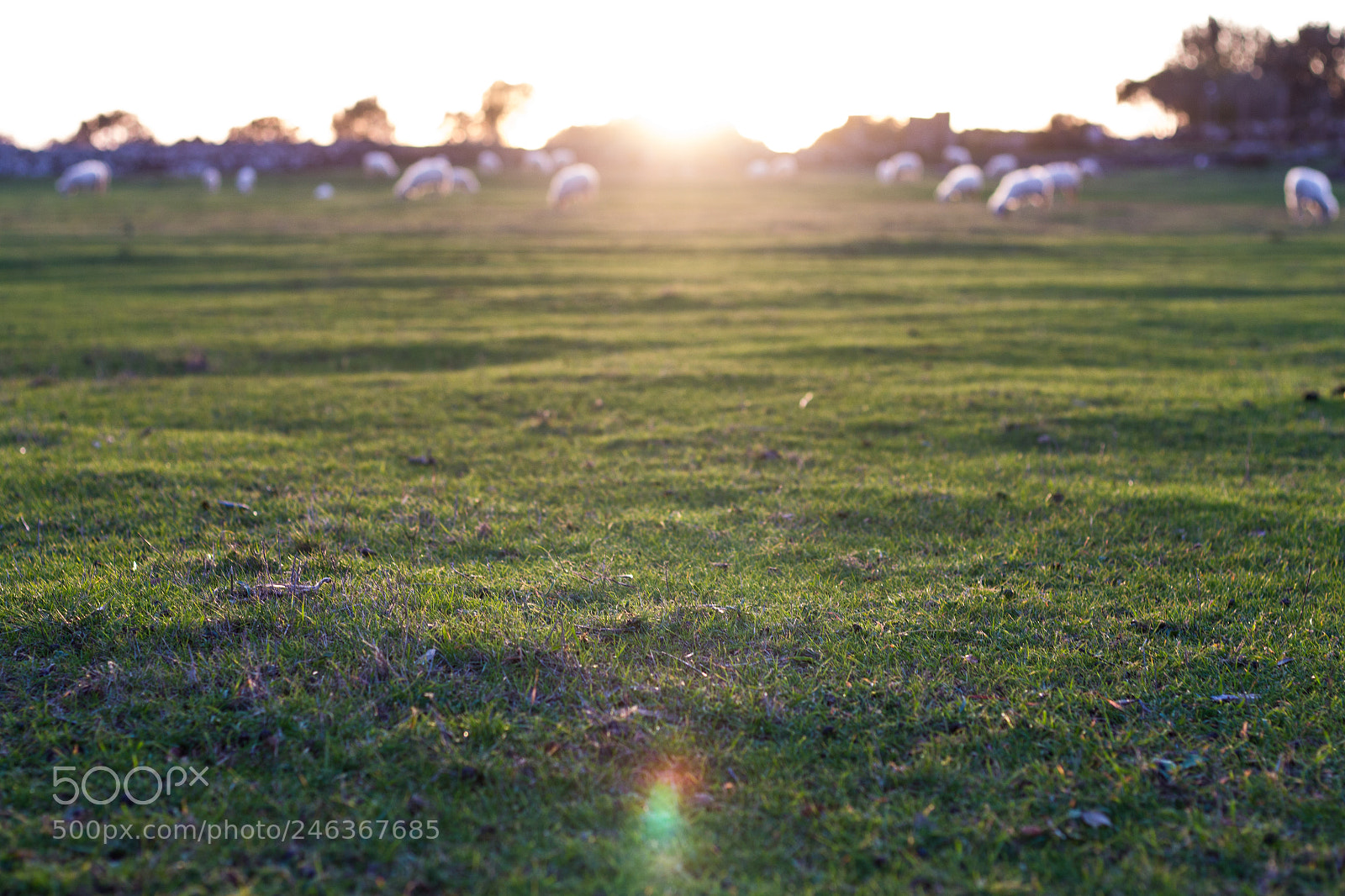 Canon EOS 700D (EOS Rebel T5i / EOS Kiss X7i) sample photo. Field photography