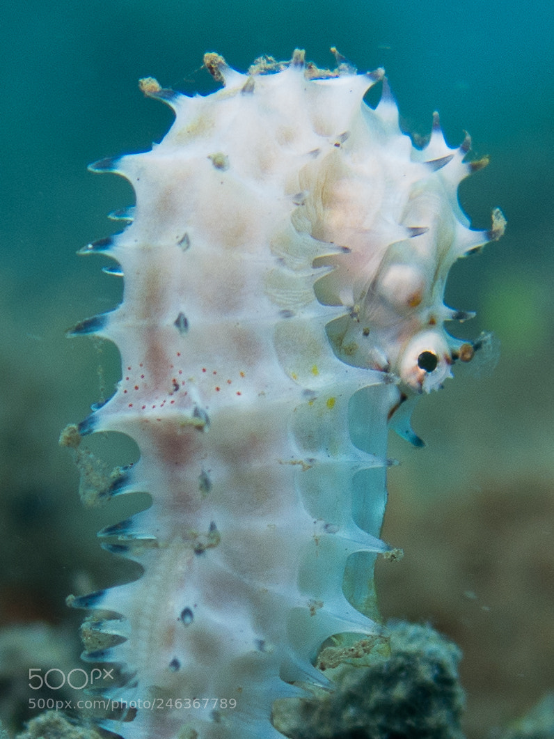 Canon PowerShot G16 sample photo. Seahorse photography