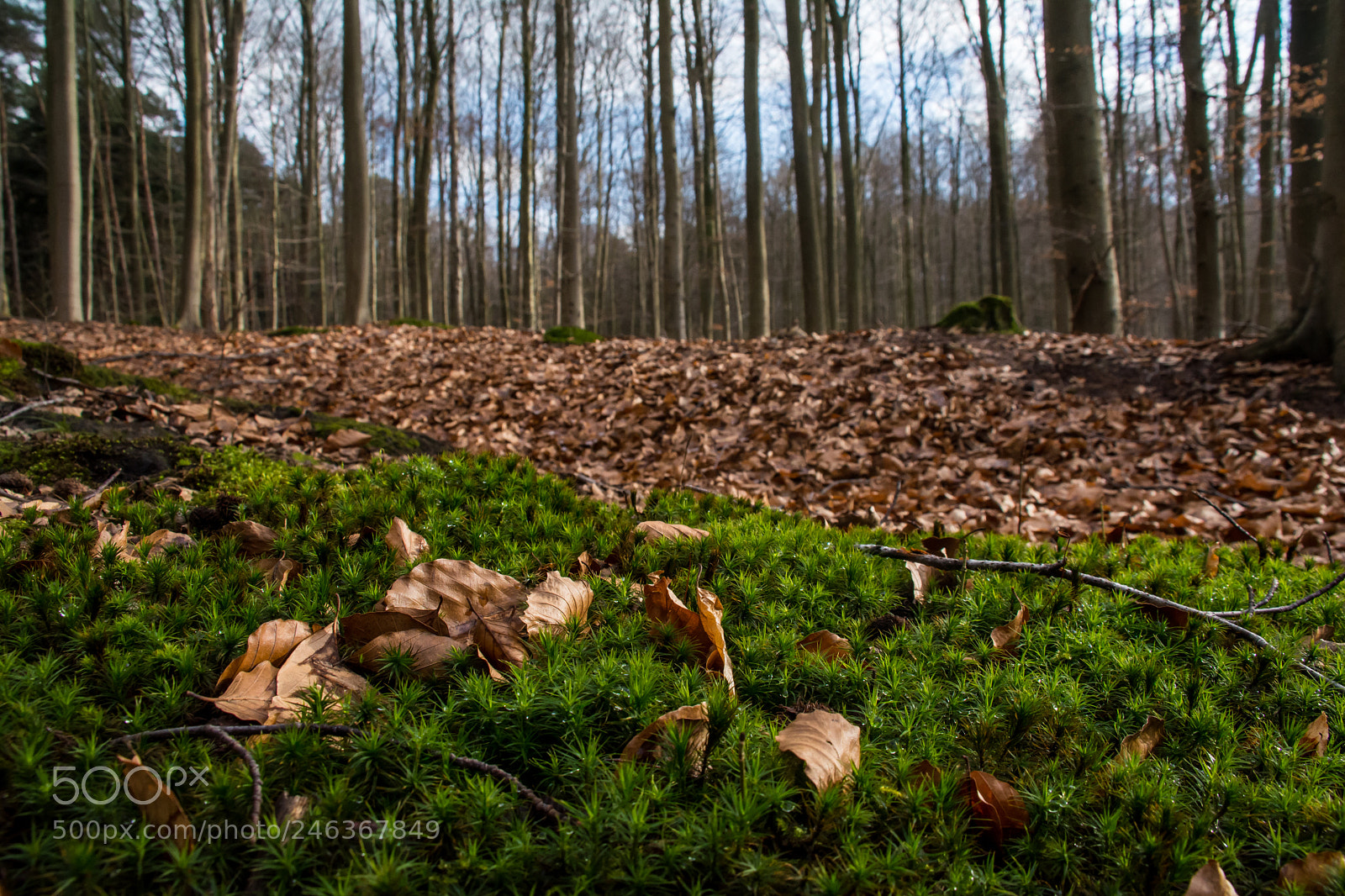 Nikon D5200 sample photo. Forest of moss. photography