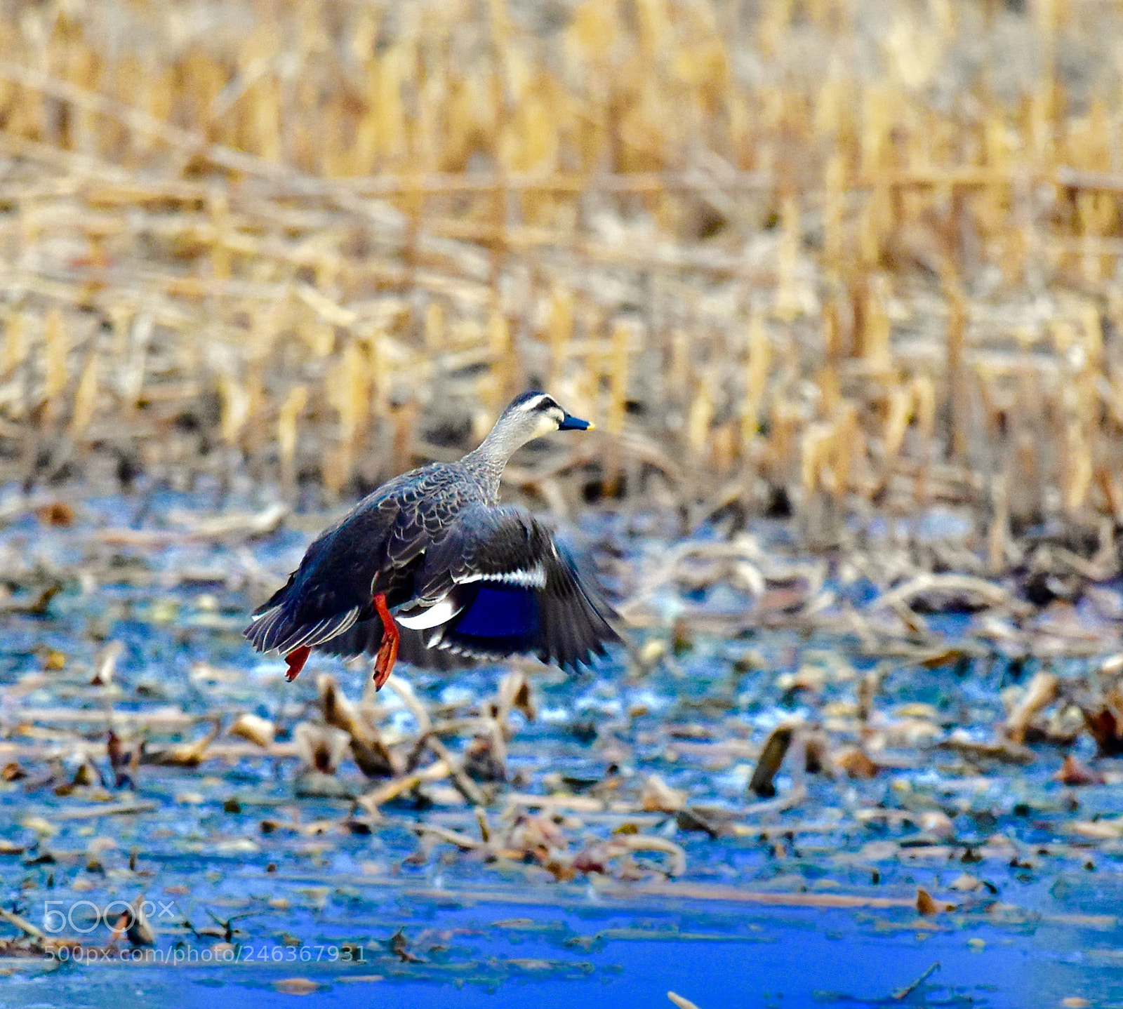 Nikon D7200 sample photo. Untitled photography