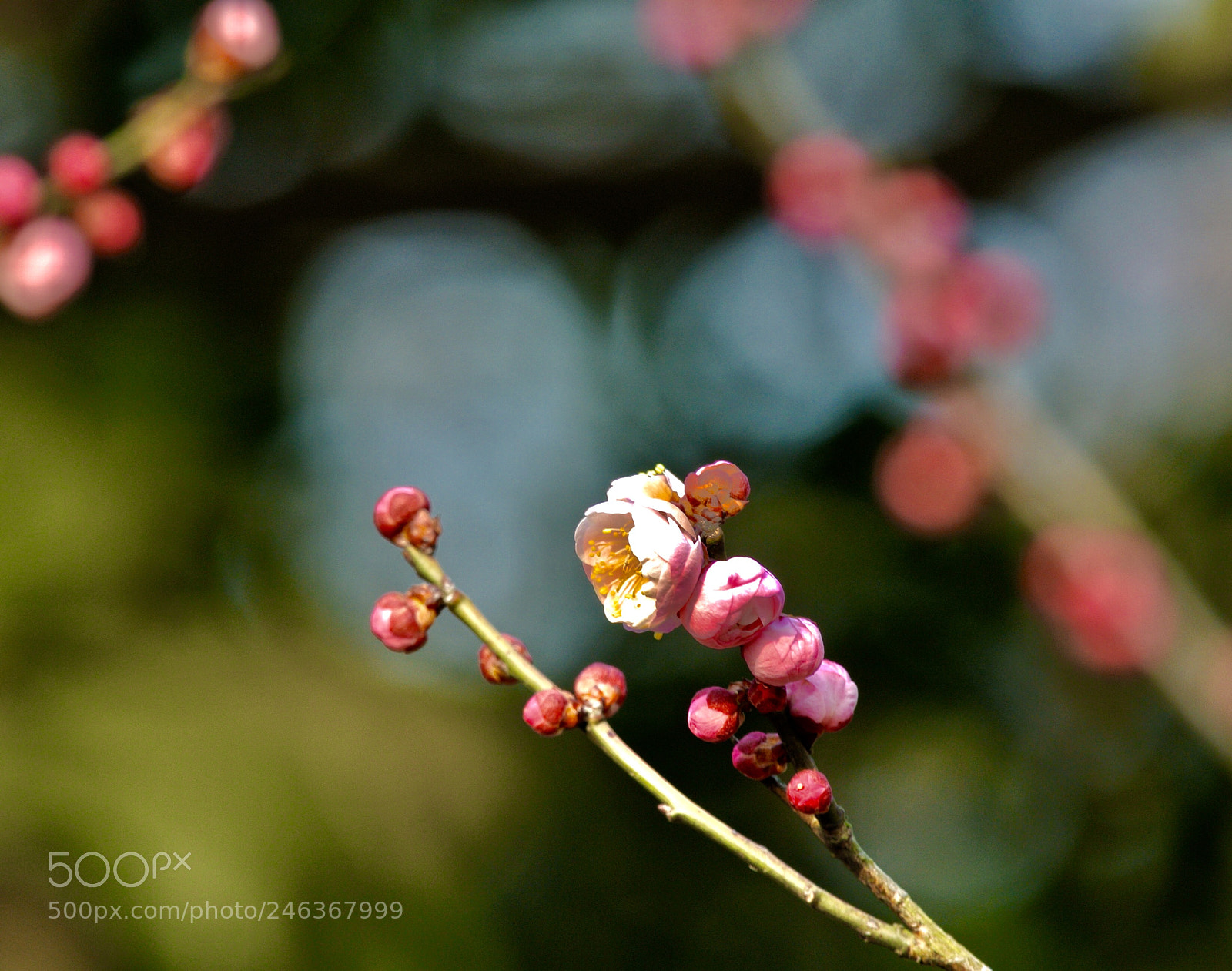 Nikon 1 V1 sample photo. Untitled photography
