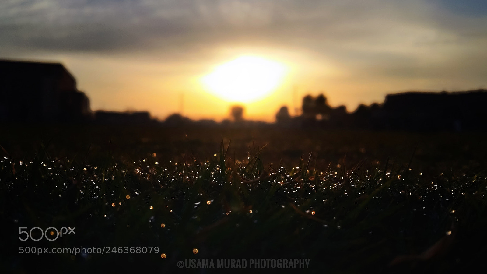 Samsung Galaxy A5 sample photo. Dew drops photography