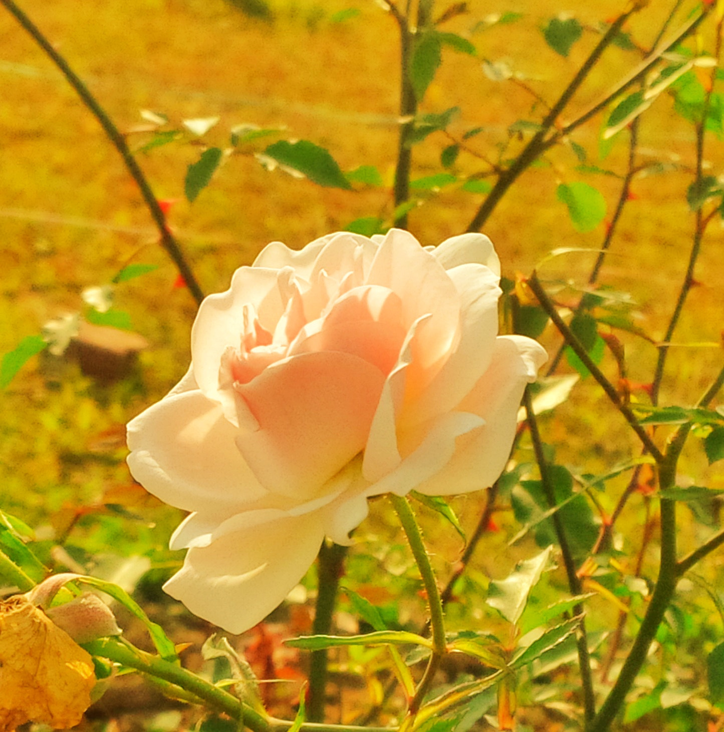 BlackBerry Z10 sample photo. Flower photography