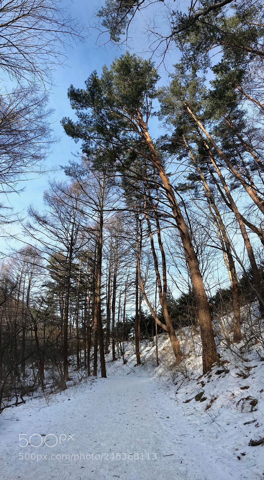 Apple iPhone 7 sample photo. 태백산국립공원 photography