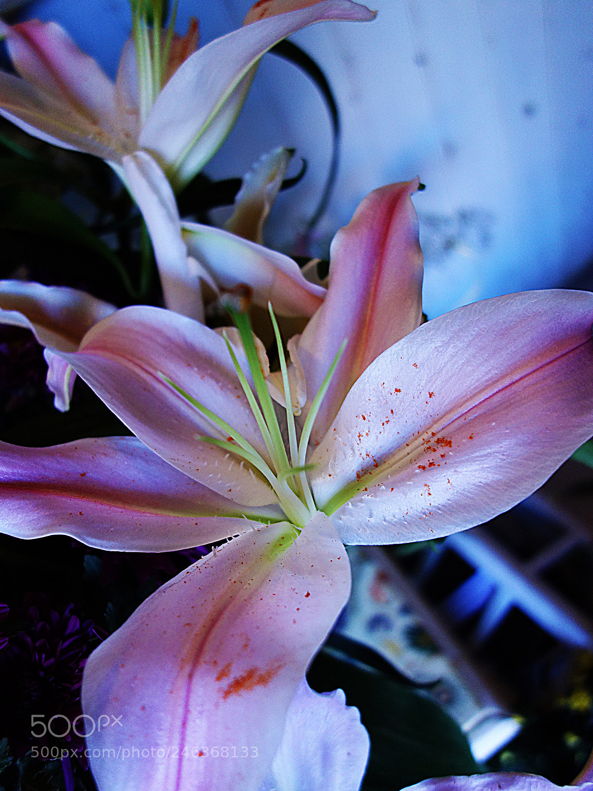 Sony Cyber-shot DSC-RX100 sample photo. Iris photography