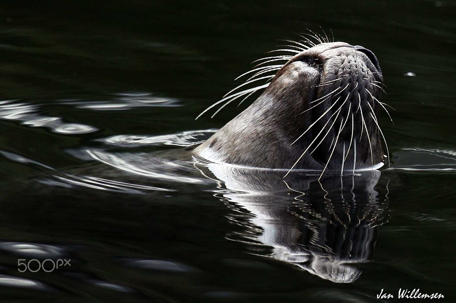 Canon EOS-1D Mark IV sample photo. Seal photography